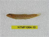 藏品(中華鰍)的圖片